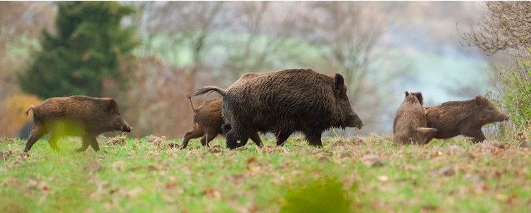 Snímka obrazovky 2025-07-10 o 12.01.15